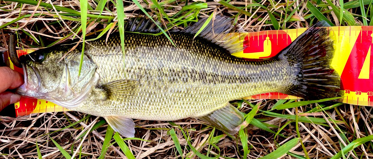 バス釣り バス釣りにハマった「元」アラフォー (@21_7bassfishing) / Posts / X