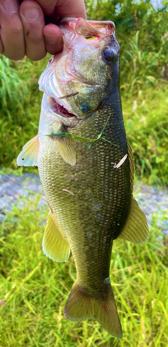 バス釣り バス釣りにハマった「元」アラフォー (@21_7bassfishing) / X