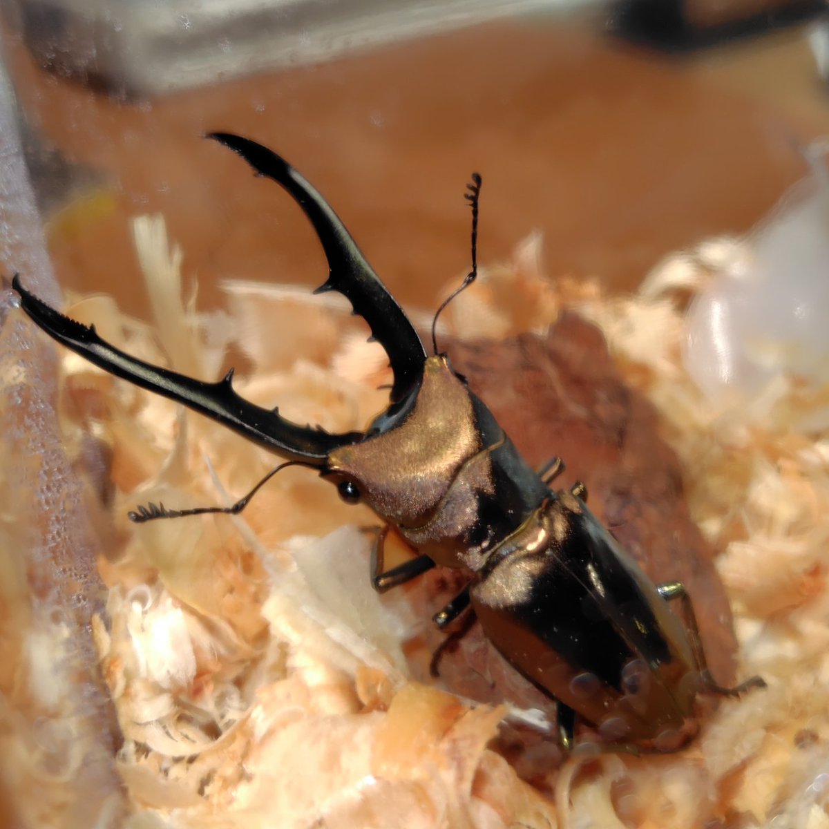 turupon_'s tweet image. 最近お世話になっている昆虫ショップ「K＆M breeder's」さんでメタリフェルを購入してきました✨
いや〜キレイですね🥰　ブリードも楽しみ⤴️⤴️

貨物沼に加えてクワカブ沼にもハマりそう🤣🤣🤣

#メタリフェルホソアカクワガタ 
#KandM
#昆虫ショップ