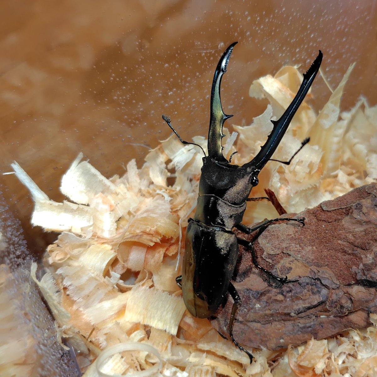 turupon_'s tweet image. 最近お世話になっている昆虫ショップ「K＆M breeder's」さんでメタリフェルを購入してきました✨
いや〜キレイですね🥰　ブリードも楽しみ⤴️⤴️

貨物沼に加えてクワカブ沼にもハマりそう🤣🤣🤣

#メタリフェルホソアカクワガタ 
#KandM
#昆虫ショップ