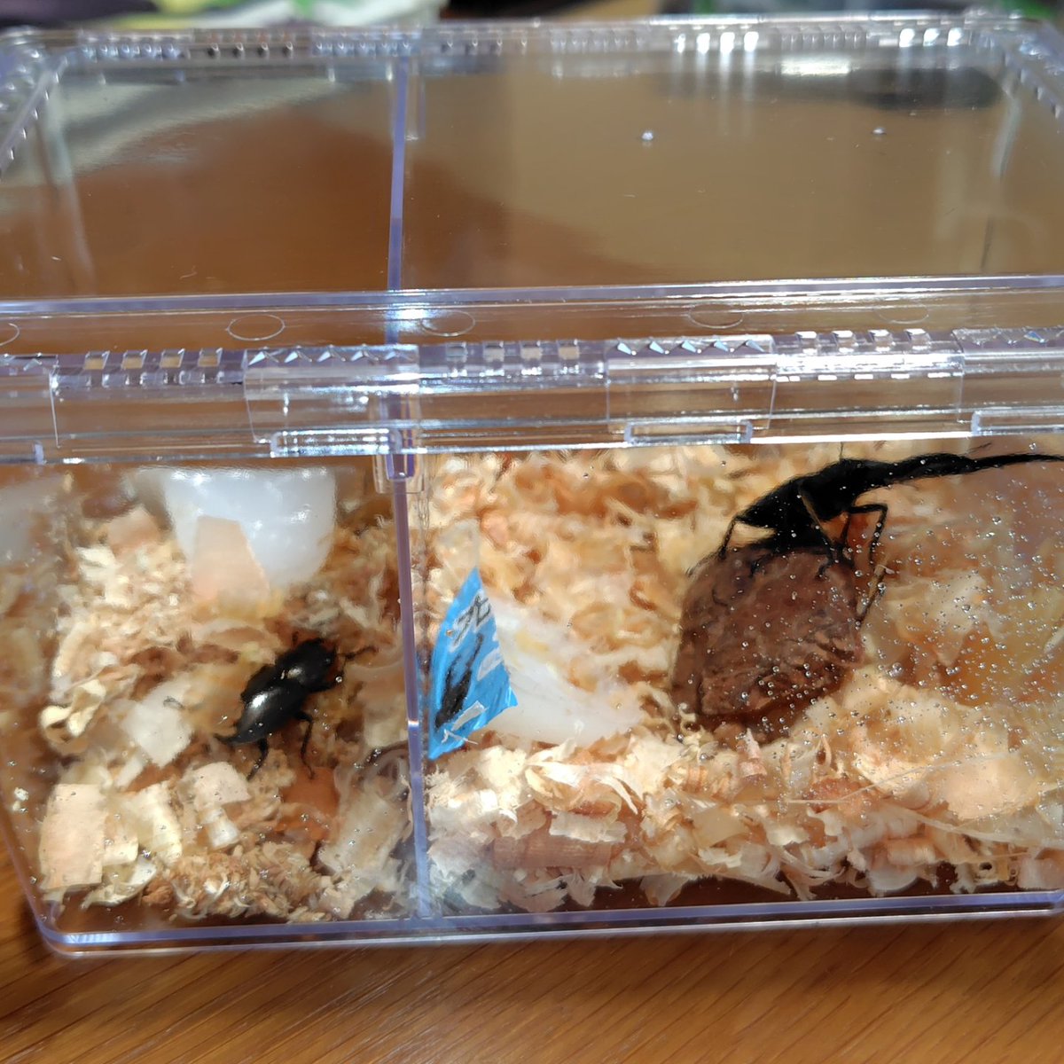 turupon_'s tweet image. 最近お世話になっている昆虫ショップ「K＆M breeder's」さんでメタリフェルを購入してきました✨
いや〜キレイですね🥰　ブリードも楽しみ⤴️⤴️

貨物沼に加えてクワカブ沼にもハマりそう🤣🤣🤣

#メタリフェルホソアカクワガタ 
#KandM
#昆虫ショップ