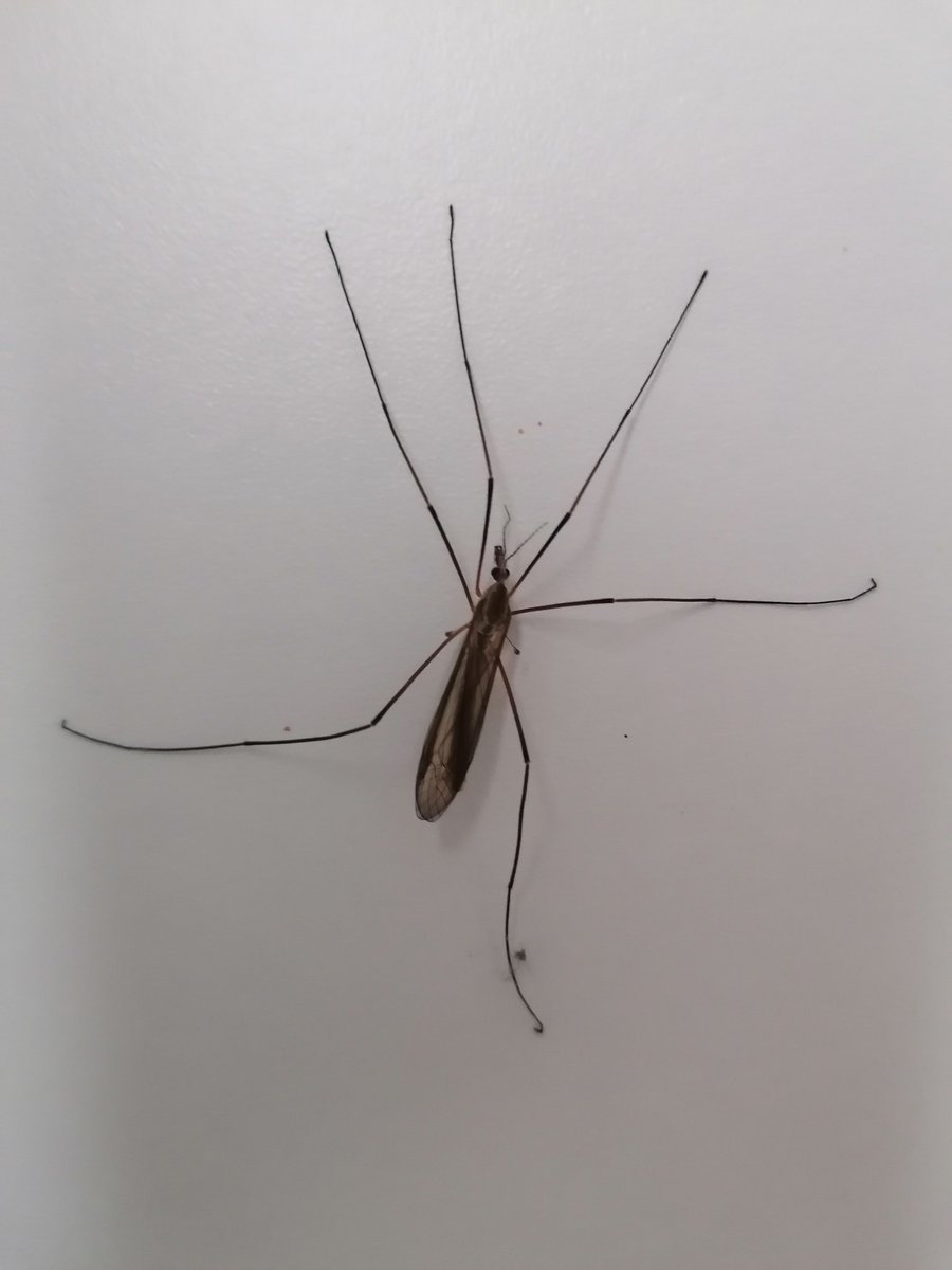 #cousin
#insecte
J'ai eu la visite surprise de mon cousin. Je ne m'y attendais pas 😂😂