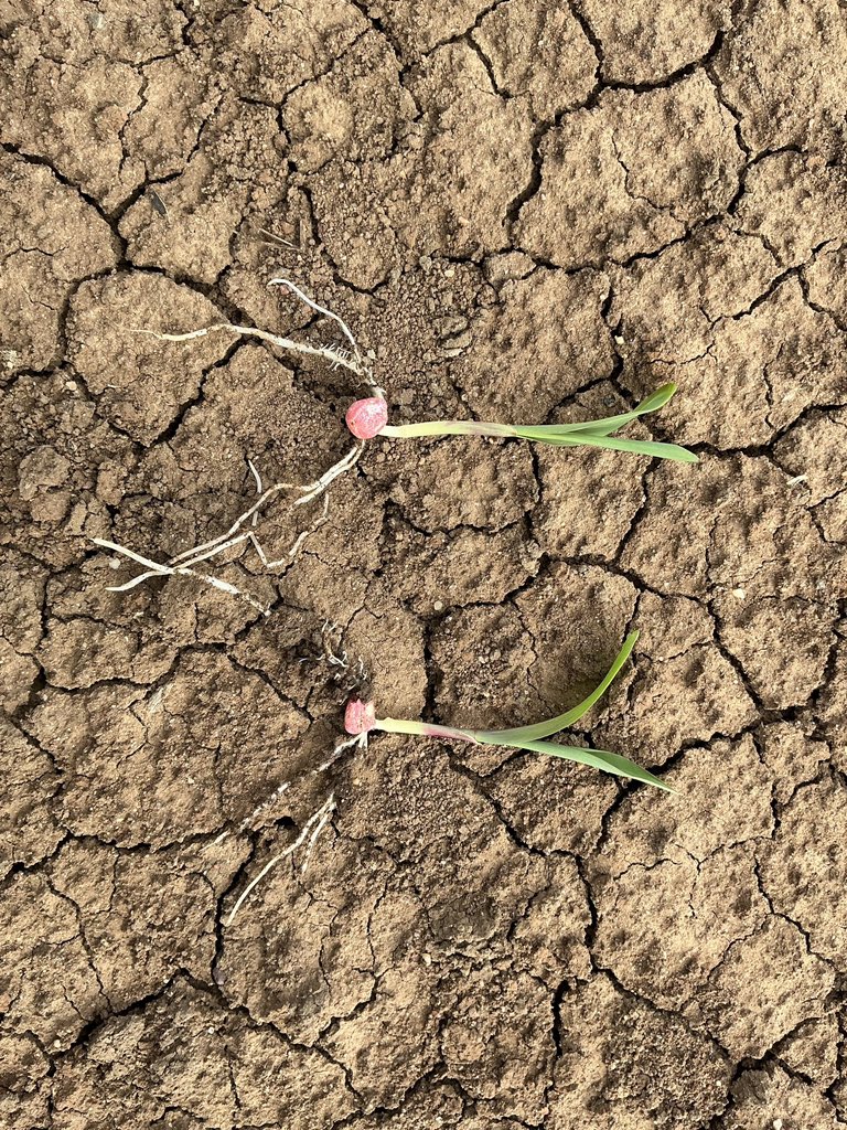 Summit Ag Agricultural Consulting tweet media