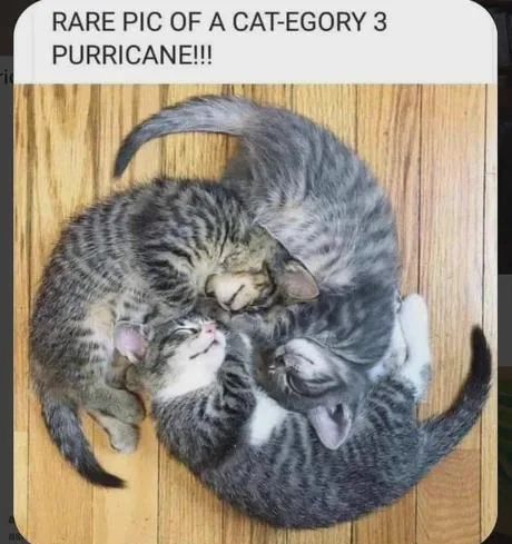 WholesomeMemes (@wholesomememe) on Twitter photo 