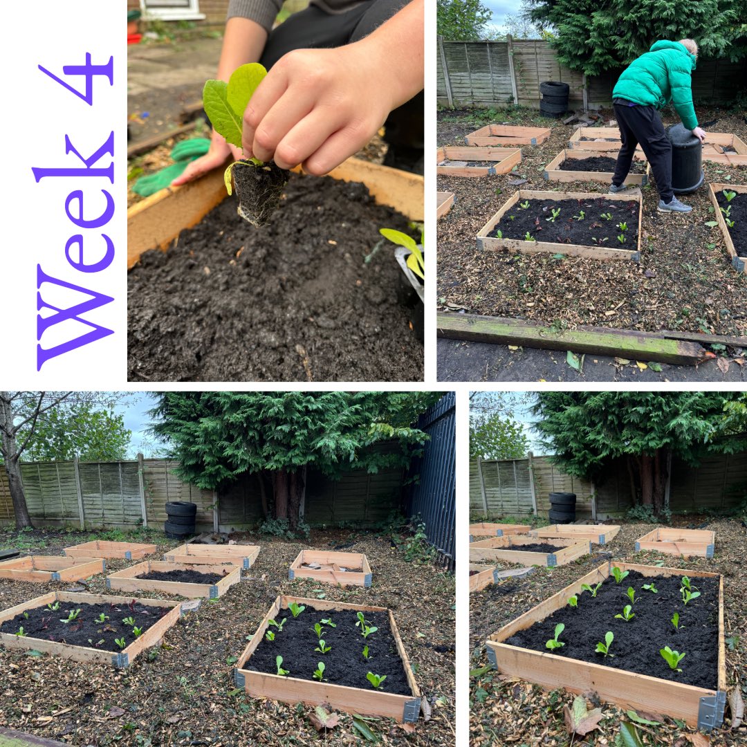 JKP Stephens (@jkp_stephens) on Twitter photo Week 4 on the garden project <a href="/Thesummitcentre/">The Bridge - Alternative Provision</a> and look at the fantastic progress by our students! We planted our first lettuce! <a href="/AldersleyHighSc/">AldersleyHighSchool</a> Week 4 on the garden project <a href="/Thesummitcentre/">The Bridge - Alternative Provision</a> and look at the fantastic progress by our students! We planted our first lettuce! <a href="/AldersleyHighSc/">AldersleyHighSchool</a>