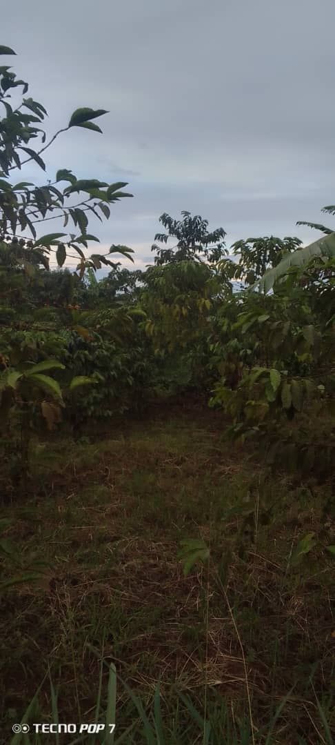RealEstateUG1's tweet photo. Land for sale 
🚩200 acres
🚩Price 7m per acre 
🚩Location kalisizo
🚩Distance 7km from main road tarmac 
🚩Tenure private milo land https://t.co/mWelB0ywKV