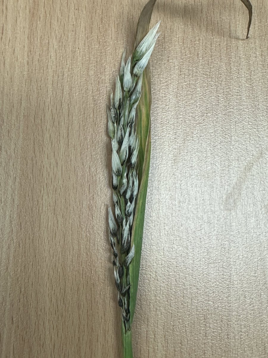 Hari (@imharidadu) on Twitter photo Not so good looking oats due to loose smut. Smut has been common in barley crops but was rare in Oat crops. Using good seed treatments can offer effective control next season if the seed from this season is used. <a href="/VicGovGrains/">Ag Vic Grains</a> <a href="/VicCropDiseases/">Field Crop Diseases Victoria</a> Not so good looking oats due to loose smut. Smut has been common in barley crops but was rare in Oat crops. Using good seed treatments can offer effective control next season if the seed from this season is used. <a href="/VicGovGrains/">Ag Vic Grains</a> <a href="/VicCropDiseases/">Field Crop Diseases Victoria</a>