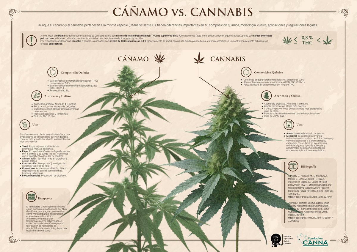 fundacioncanna's tweet photo. Aunque el #cáñamo y el #cannabis pertenecen a la misma especie, Cannabis Sativa L., tienen diferencias en su composición química, morfología, cultivo, aplicaciones y regulaciones.
Visita nuestra página para ver nuestra última infografía.
🇪🇸🇬🇧🇫🇷🇮🇹🇩🇪
https://t.co/4StsSi1VBC https://t.co/2oZOMHsrsM