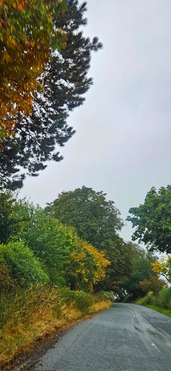 Hello from North Yorkshire. Damp. (May need a click.) #Rain #Autumn #Trees #Yorkshire