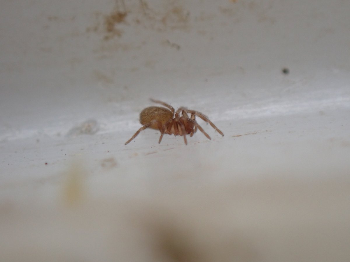 1/2 #speciesaday is Hahnia pusilla. Nationally Scarce. Tiny (c1.5 mm) but NOT a money spider. Mostly found sieving Sphagnum in bogs but I did get it last spring in moss in a chalk quarry. This one yesterday is seemingly new to Ashdown Forest.