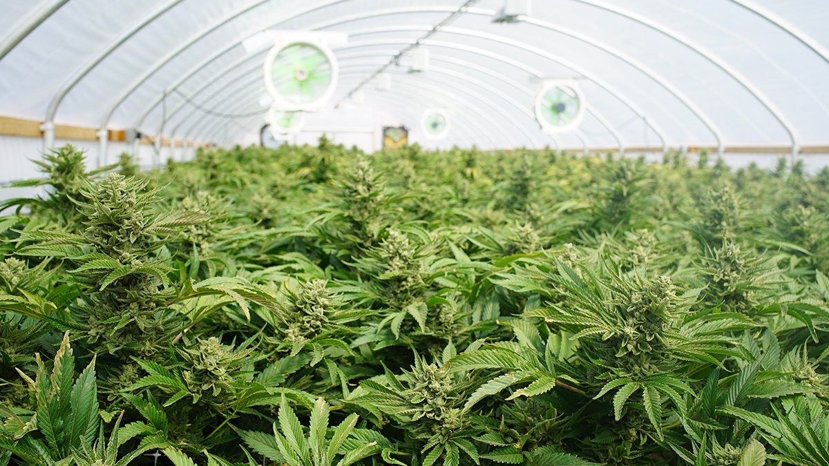 The use of #cannabis as a medical treatment continues to grow. We discuss various studies on the effectiveness of cannabis for certain conditions, and the importance of evidence-based risk frameworks for underwriters. hubs.ly/Q02SvmRH0
#insurancerisk #medicalunderwriting