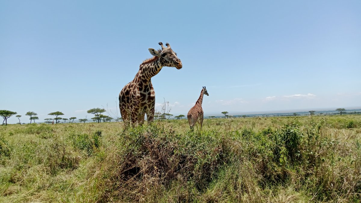TripsUntou8761's tweet photo. 🦒 Ever seen a giraffe up close in the wild? 🌍

In the heart of the Maasai Mara, these gentle giants roam freely across the savannah. It's an experience you won’t forget! 😍

Tag someone you’d love to explore the Mara with! ⬇️

#MaasaiMara #KenyaSafari #ExploreKenya https://t.co/GTHO3inwnz