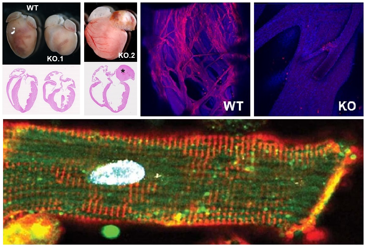 CIBER ISCIII (@ciber_isciii) on Twitter photo 🔬Personal investigador del <a href="/CIBER_CV/">CIBERCV</a> y <a href="/SaludISCIII/">Instituto de Salud Carlos III (ISCIII)</a> descubren un mecanismo clave en el desarrollo del sistema de conducción cardíaco. Su ausencia en ratones provoca graves problemas como bloqueo cardíaco y miocardiopatía dilatada.
➡️ ciberisciii.es/noticias/descu… 🔬Personal investigador del <a href="/CIBER_CV/">CIBERCV</a> y <a href="/SaludISCIII/">Instituto de Salud Carlos III (ISCIII)</a> descubren un mecanismo clave en el desarrollo del sistema de conducción cardíaco. Su ausencia en ratones provoca graves problemas como bloqueo cardíaco y miocardiopatía dilatada.
➡️ ciberisciii.es/noticias/descu…