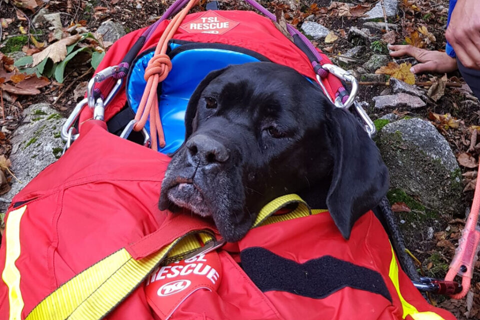 AuCoeurAnimaux's tweet photo. Lorraine : Zeus, un chien perdu en montagne pendant une semaine, retrouvé grâce à une belle solidarité. Tout a commencé le samedi 28 septembre. Ce jour-là, Zeus participe à une randonnée avec ses maîtres sur le GR5. Alors qu’ils arrivent à proximité du col, le chien, qui était https://t.co/gNE5im3mFy