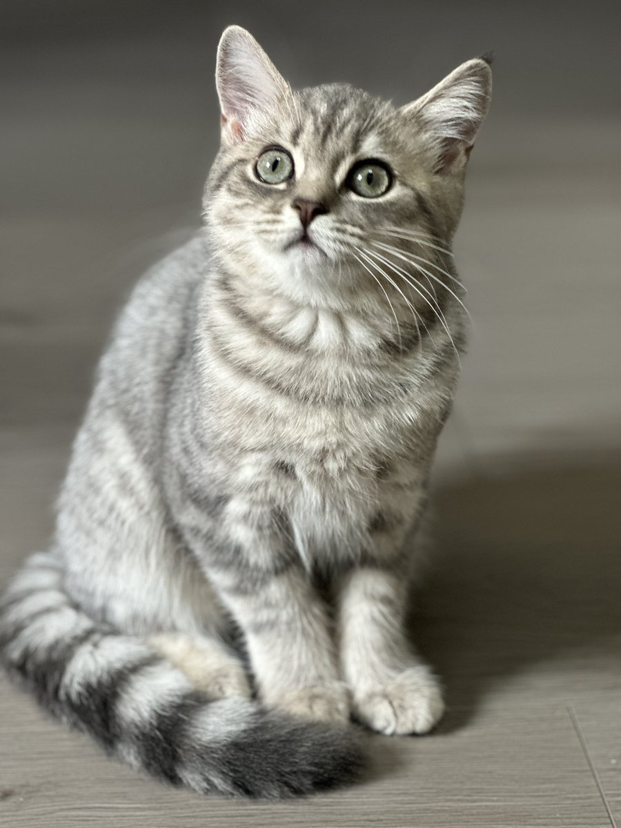 JessieTLL's tweet image. hangfu……