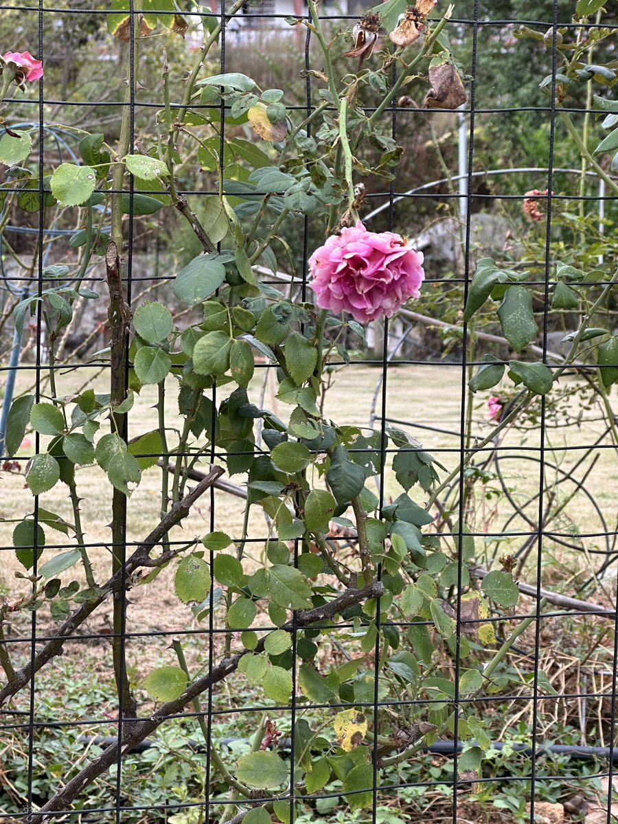 JessieTLL's tweet image. hangfu……