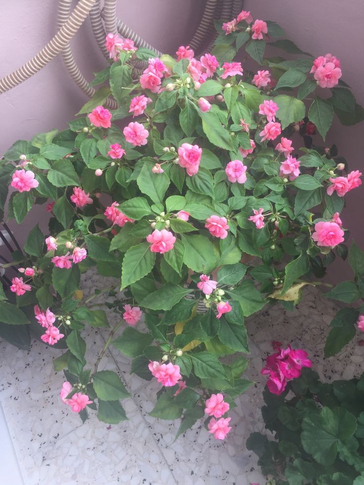 Morris O'Connor (@juliet_amanda1) on Twitter photo 