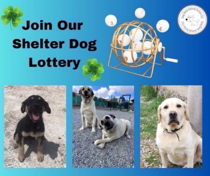 DogDeskAction's tweet photo. We lost 4 more tickets yesterday 😟 & now need to find 1⃣5⃣ kind people this month to join our lottery
Just £1 a week, join here https://t.co/P0jxSlbFE7
Each week you will be in with the chance of a win & you will be helping us help dogs like #Volky too!
Our lottery plugs gaps in funding & is so important to us, please join if you can
#dogsofx #dogs #dog