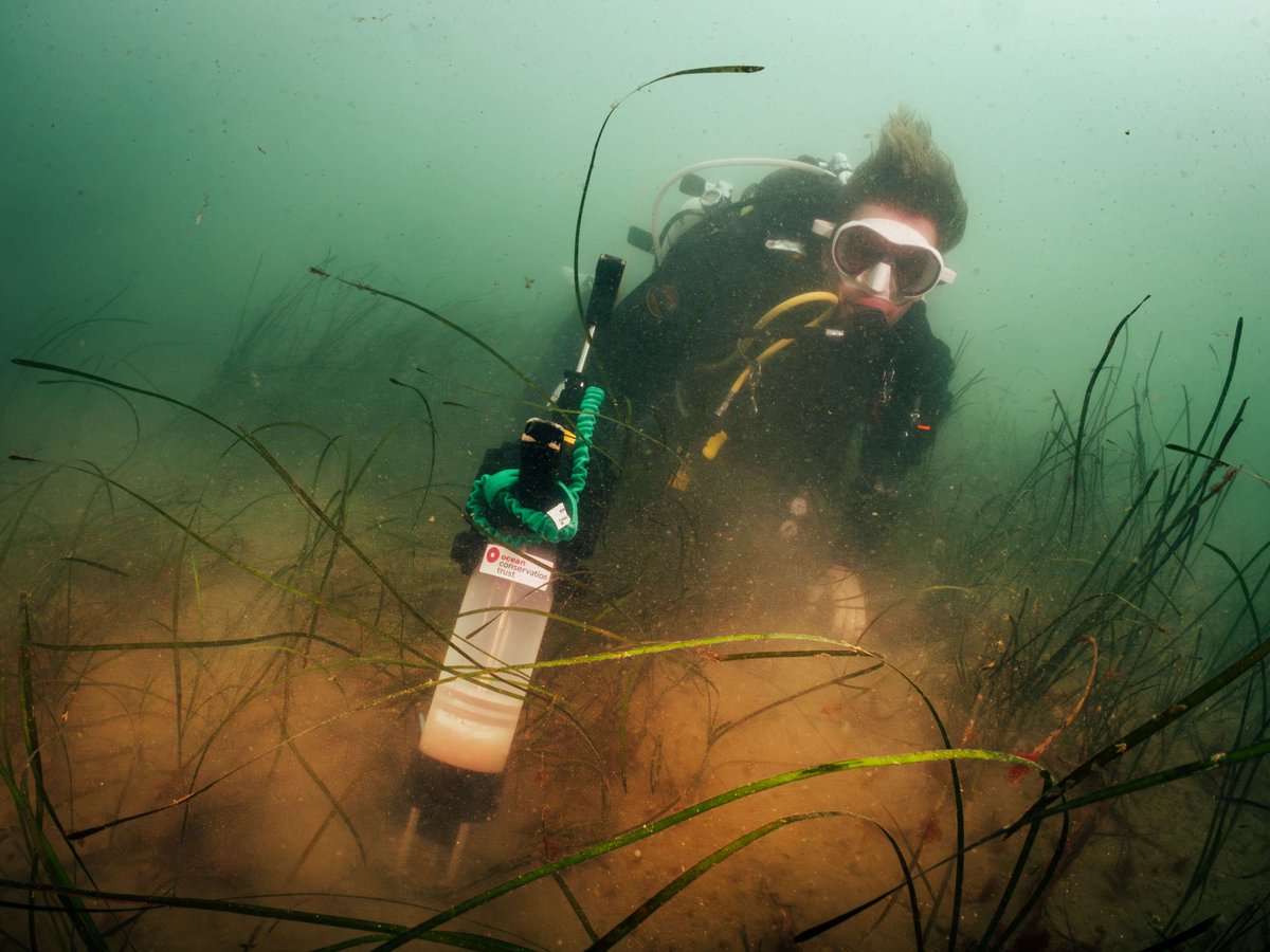 OceanCTrust's tweet image. We’re excited to unveil HMS OCToPUS, our innovative purpose-built deployment device for seagrass restoration!  🌱

Find out what we have achieved so far and what this means for the future of seagrass restoration on our blog: bit.ly/HMS-OCT