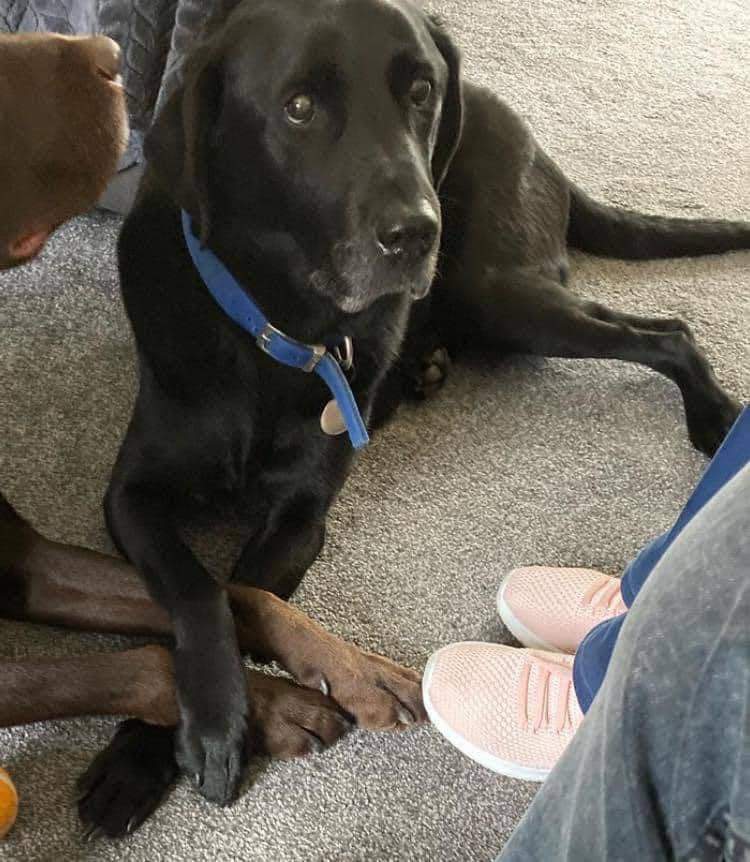 MissingPetsGB's tweet image. 🐕 HUGO IS AN ELDERLY BOY WHO NEEDS OUR HELP TO GET HOME
His family are extremely worried now. Has he been picked up &amp;amp; not handed in🤔 
Lost since 11/9/24 BRAMLEY PARK #Leeds #LS13
#LabradorRetriever CHIPPED
HUGO CANT USUALLY MANAGE LONG WALKS - he’s 13 years old #helpusfindhugo