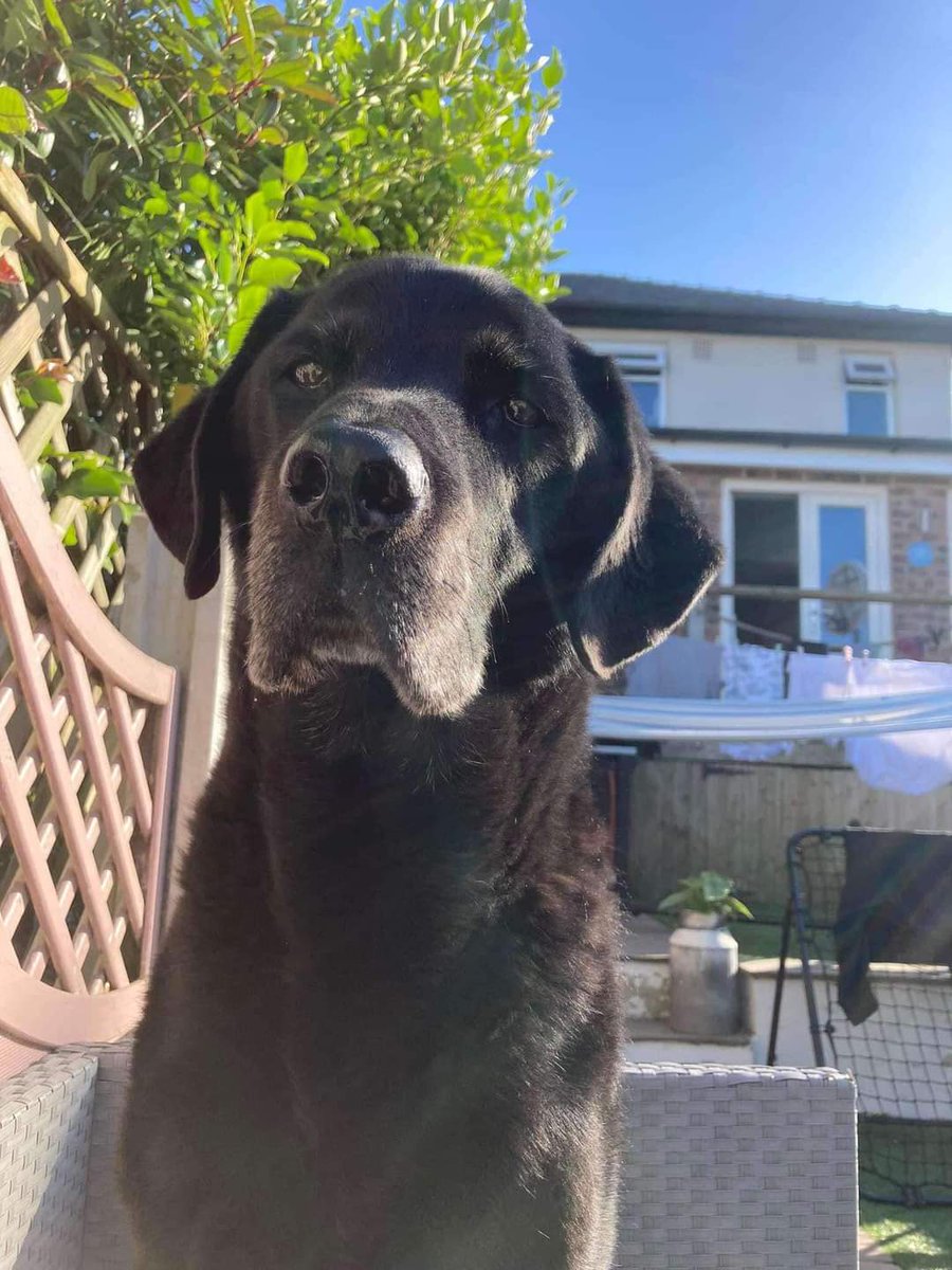 MissingPetsGB's tweet image. 🐕 HUGO IS AN ELDERLY BOY WHO NEEDS OUR HELP TO GET HOME
His family are extremely worried now. Has he been picked up &amp;amp; not handed in🤔 
Lost since 11/9/24 BRAMLEY PARK #Leeds #LS13
#LabradorRetriever CHIPPED
HUGO CANT USUALLY MANAGE LONG WALKS - he’s 13 years old #helpusfindhugo