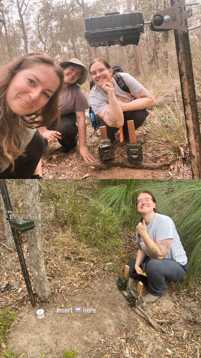 Next round of #fieldwork searching for the ever elusive #pookila 🐭