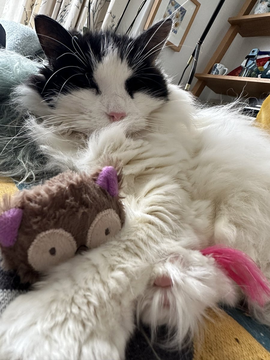 Hannechr's tweet photo. #dppc24 #dppcpets waiting for the @ICOnews conference to start https://t.co/JFvovo1oXu