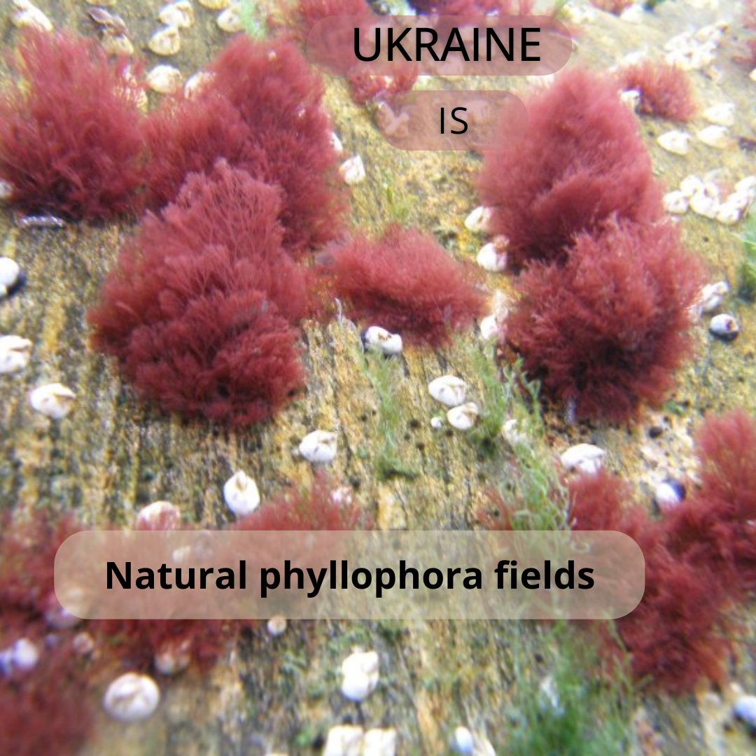 In #Ukraine, in the Black Sea, there are natural phyllophora fields that have the status of a botanical reserve of national importance the Zernov Phyllophora Field. It was created to protect the phyllophora colonies and to preserve and restore the natural waters of the Black Sea