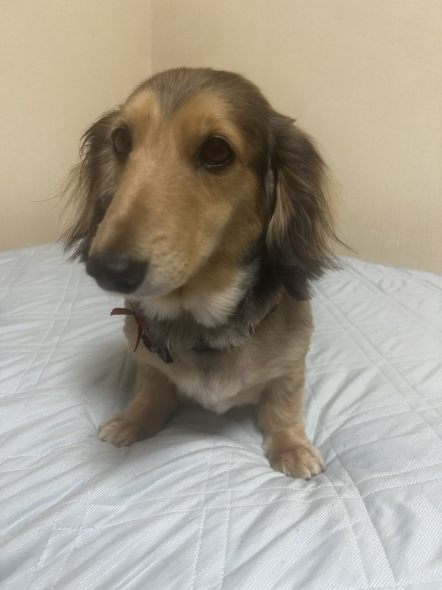 超絶美少女モカちゃん（M・ダックス） (@mocatyan) / Posts / X