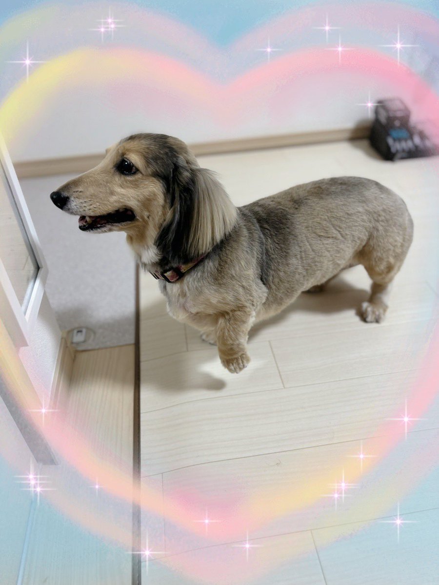 超絶美少女モカちゃん（M・ダックス） (@mocatyan) / Posts / X