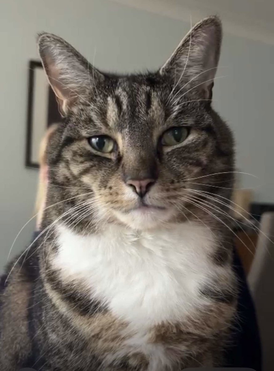 #MISSING: Have you seen Benny?

13-year-old neutered male tabby &amp; white #cat went missing on Monday morning from #StonorParkRoad #Solihull #B91 Microchipped. No collar. If there are ANY sightings of him, let #SU know. Please REPOST.