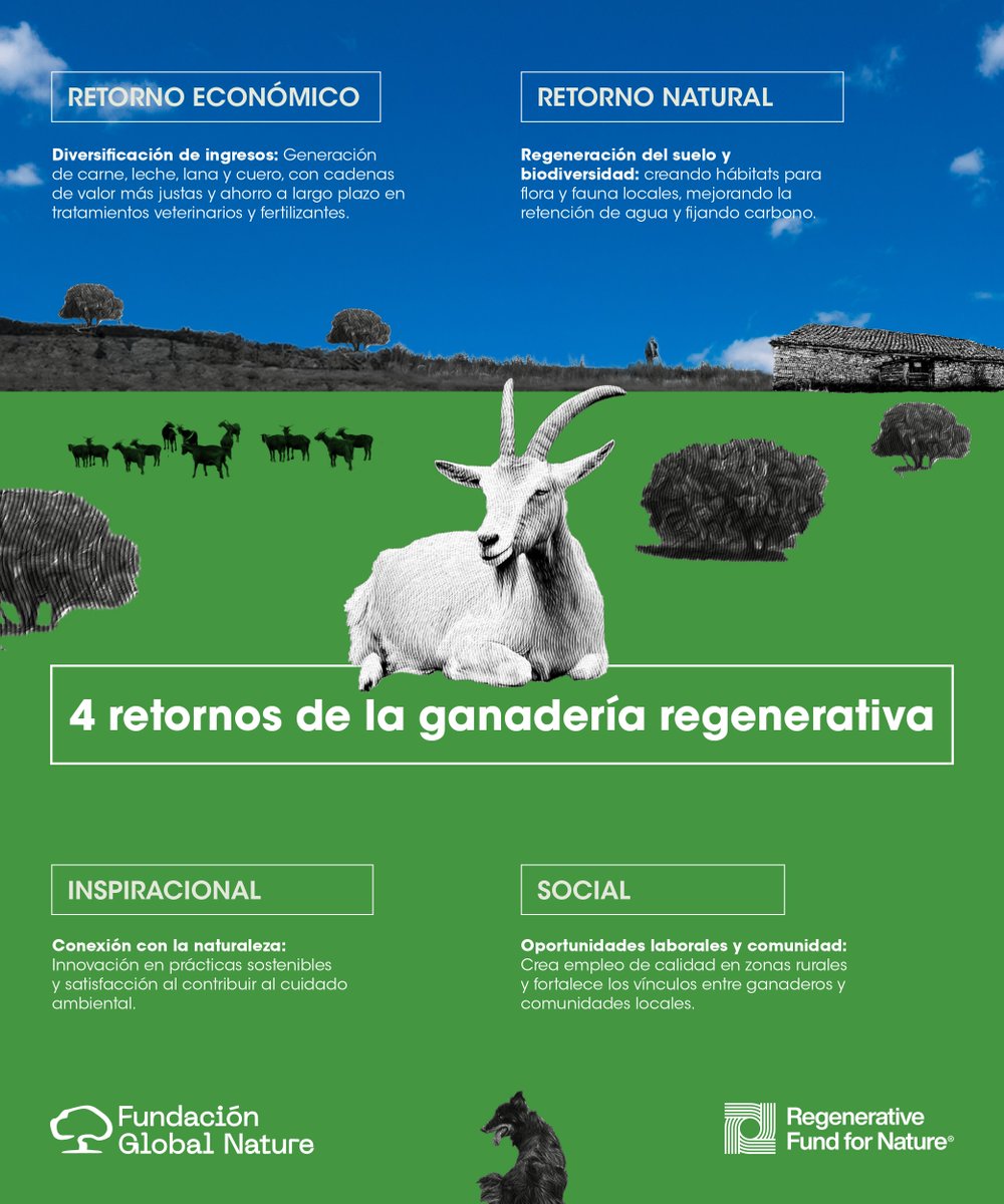 🐐🌿La ganadería regenerativa no sólo produce alimentos, también regenera la tierra, fortalece comunidades y protege la biodiversidad.

Descubre los 4 retornos de esta práctica ganadera que impulsa paisajes sostenibles y resilientes. 👀👇

#PastoreoPorLaBiodiversidad