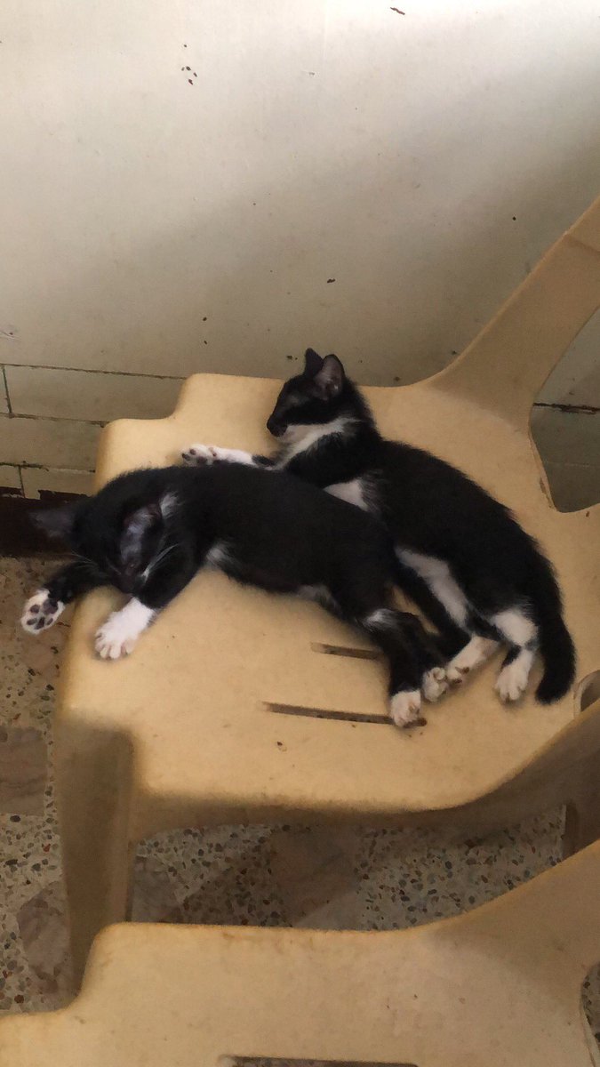 ZeinwhalidMusic's tweet photo. DRIVE CAREFULLY ❗️Hit break when you saw a cat and dogs in a street. Animals lives matters too someone just hit and run my little cat last night 😿 https://t.co/YIt9bkEQfj
