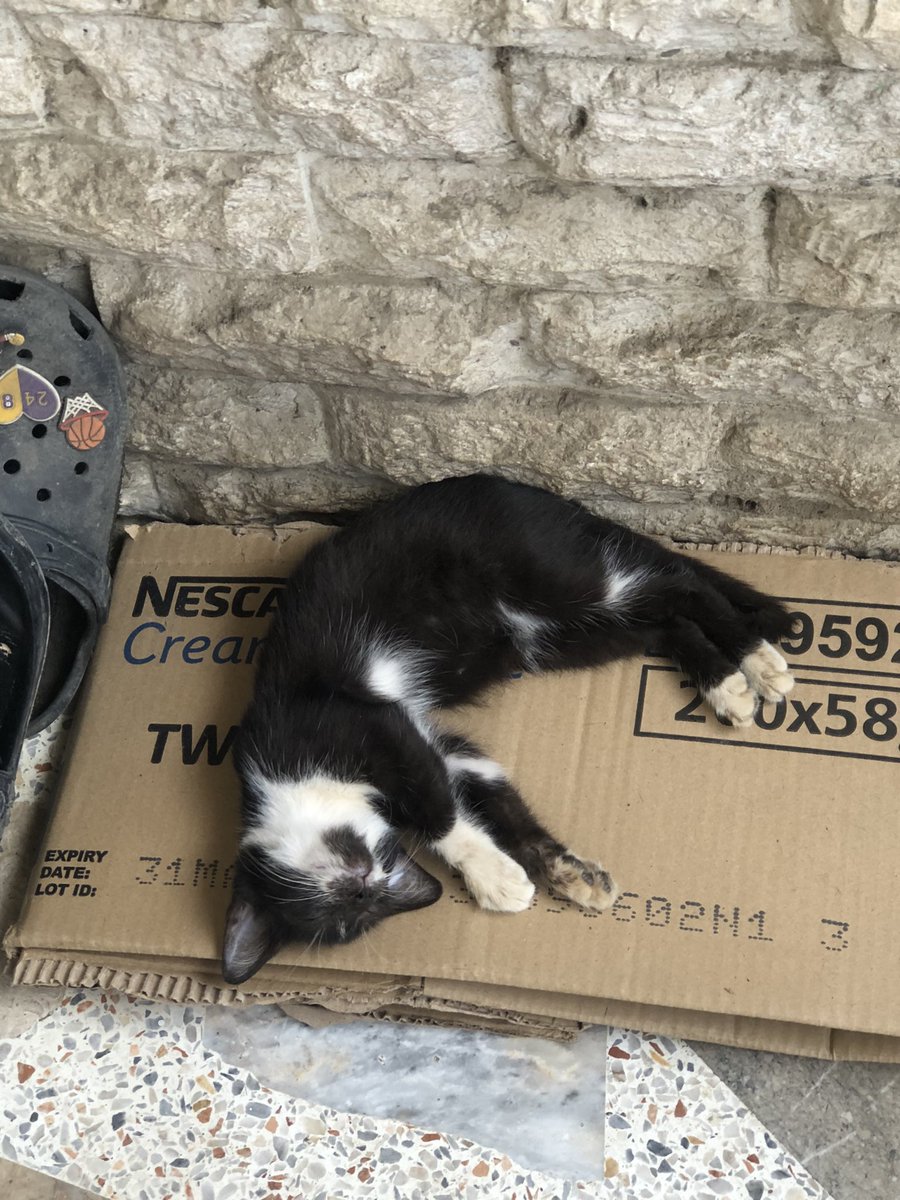 ZeinwhalidMusic's tweet photo. DRIVE CAREFULLY ❗️Hit break when you saw a cat and dogs in a street. Animals lives matters too someone just hit and run my little cat last night 😿 https://t.co/YIt9bkEQfj