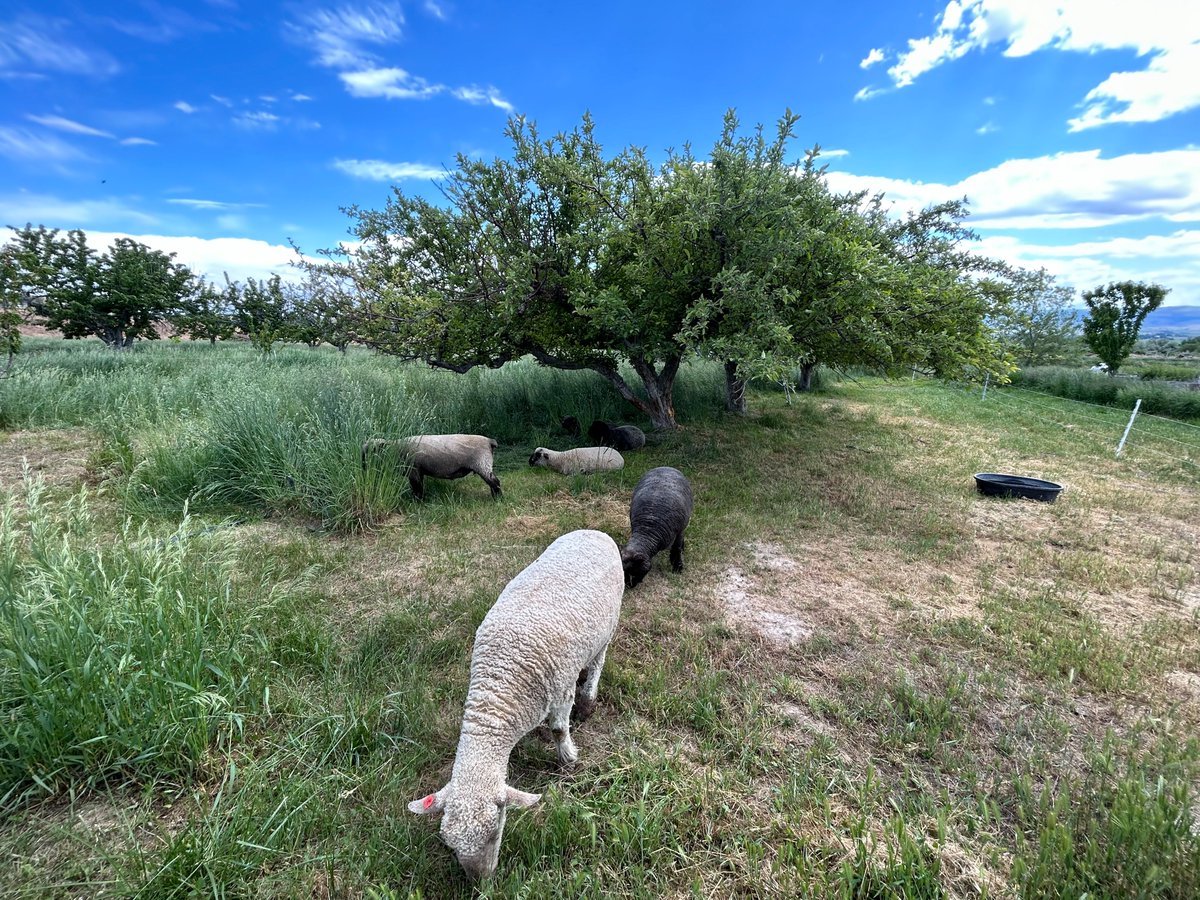 Northwest farmers are adapting to climate change with a little help from trees!🌳🌿Agroforestry can improve soil health, increase biodiversity, and store carbon. Learn more about integrating trees with agriculture from the NW Climate Hub
climatehubs.usda.gov/hubs/northwest…
<a href="/USDA_NRCS/">Natural Resources Conservation Service</a> <a href="/USDA/">Dept. of Agriculture</a>