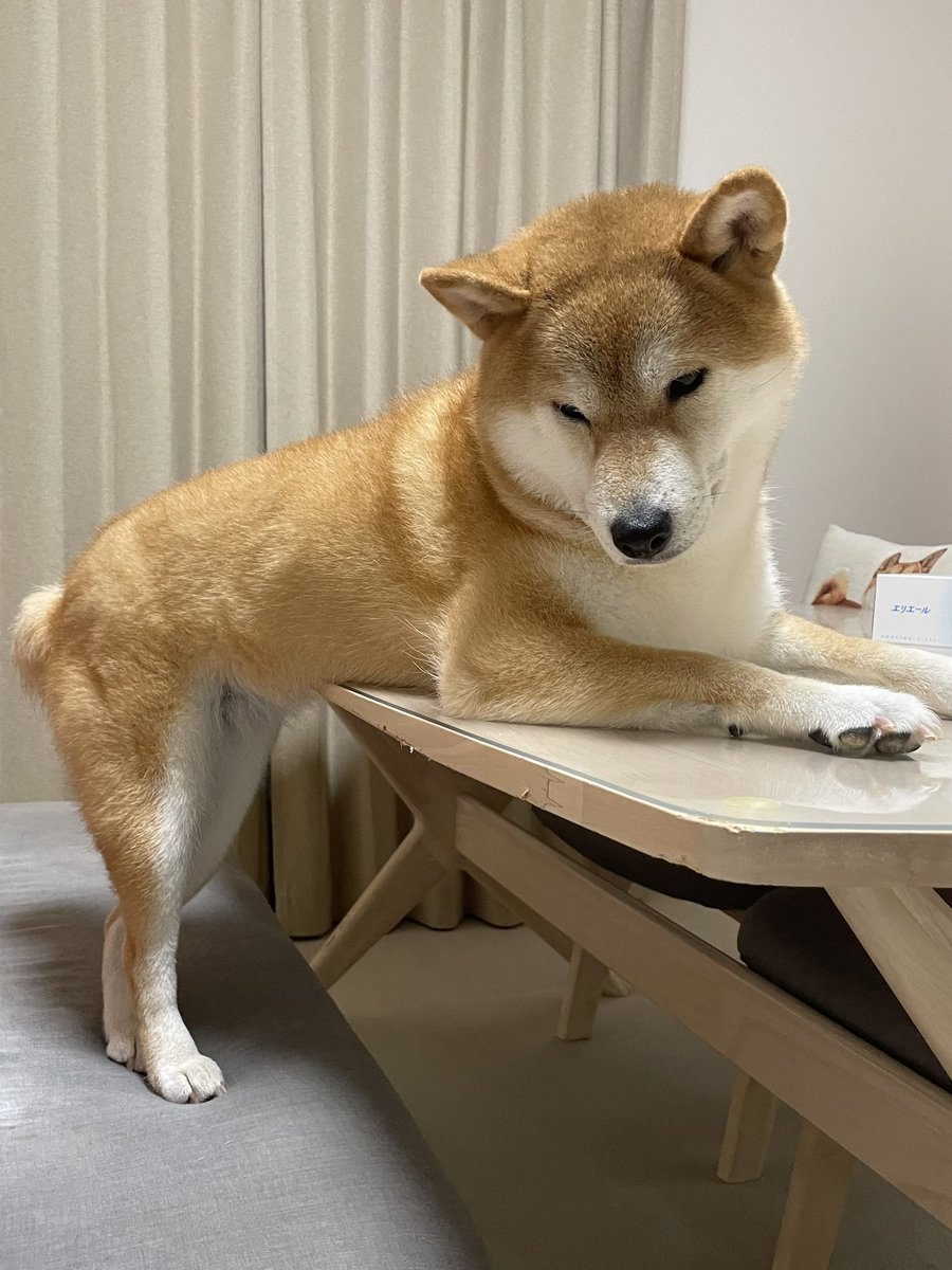 柴犬ふぅ (@ShibaFuu0517) / Posts / X