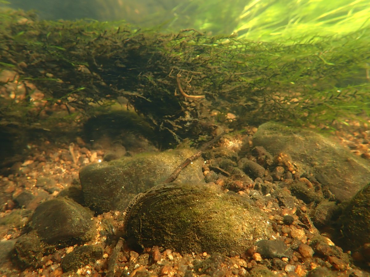 Aquatic Ecology and Evolution - CIIMAR tweet media