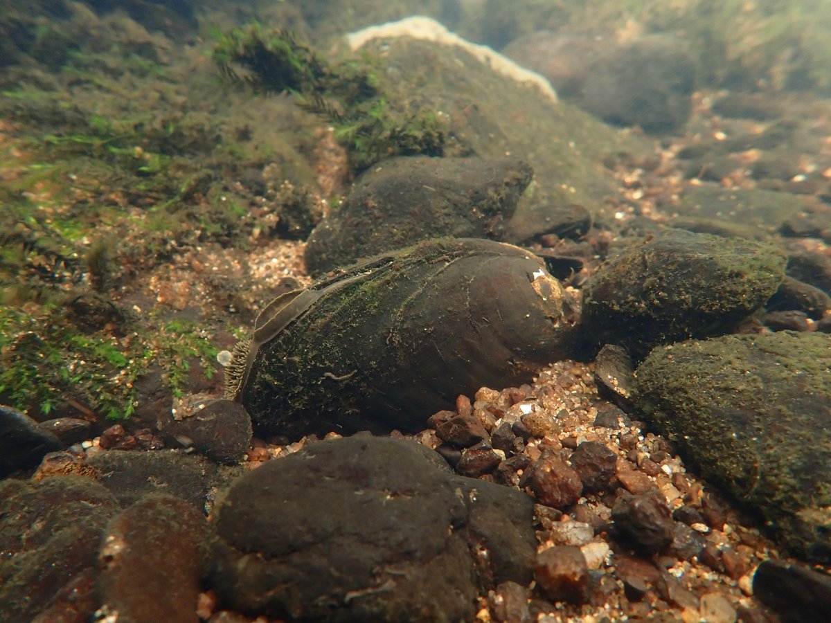 Aquatic Ecology and Evolution - CIIMAR tweet media