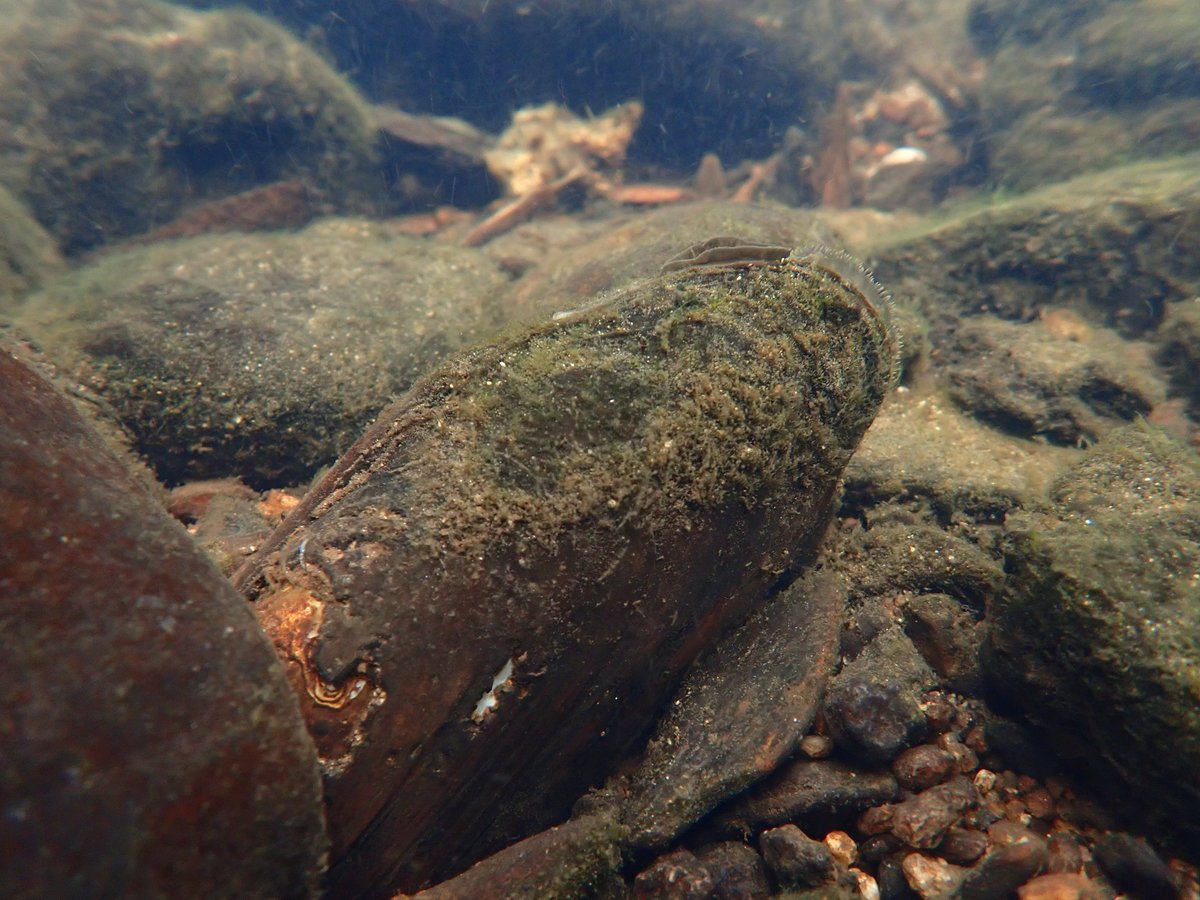 Aquatic Ecology and Evolution - CIIMAR tweet media