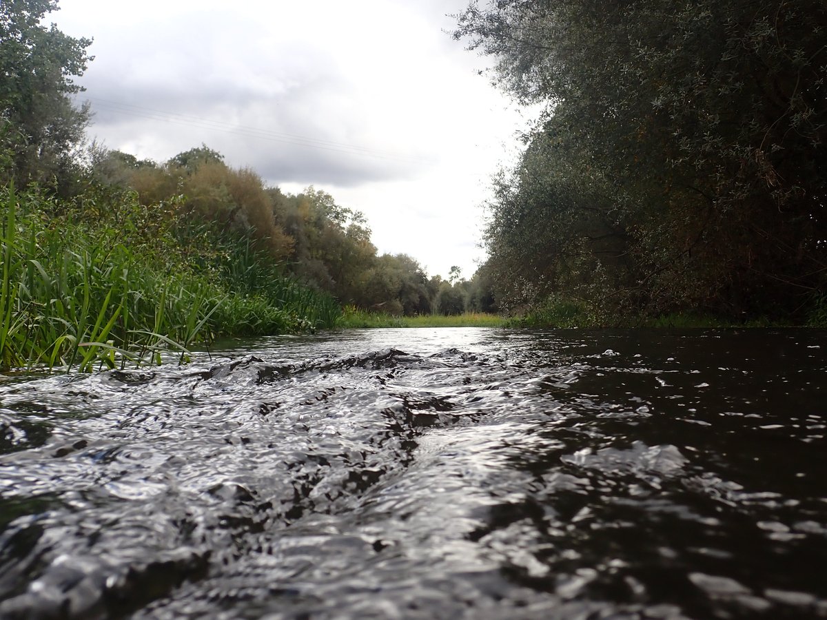 Aquatic Ecology and Evolution - CIIMAR tweet media