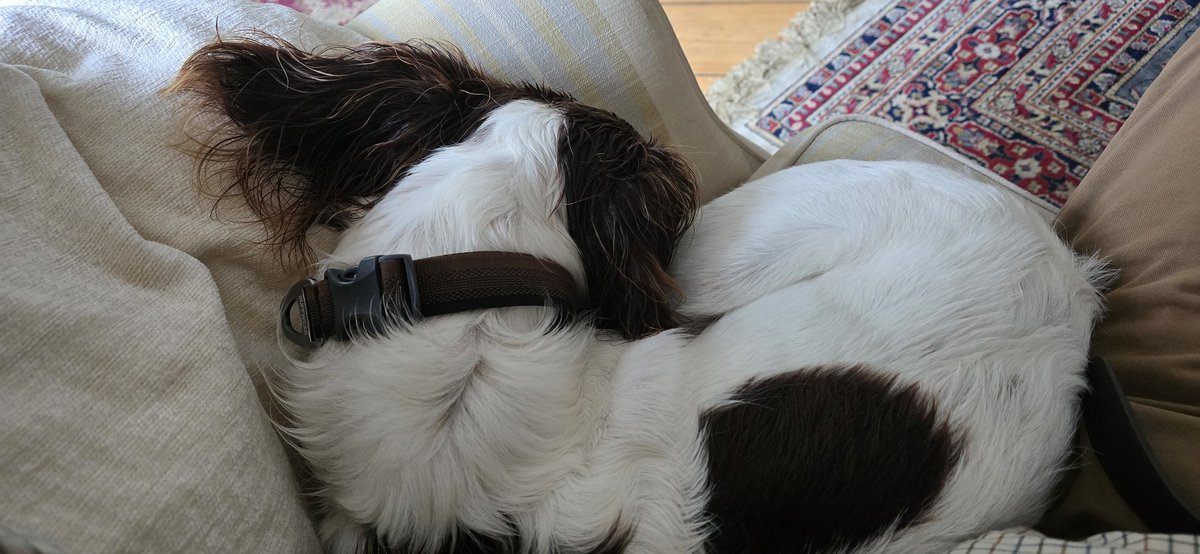 redteamJSY's tweet image. Adorable... until you realise he's soaking wet and smells of seaweed 🤣
#springerspaniel #spanner #gimlet