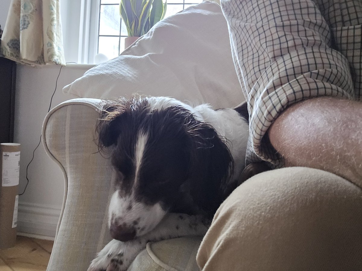 redteamJSY's tweet image. Adorable... until you realise he's soaking wet and smells of seaweed 🤣
#springerspaniel #spanner #gimlet