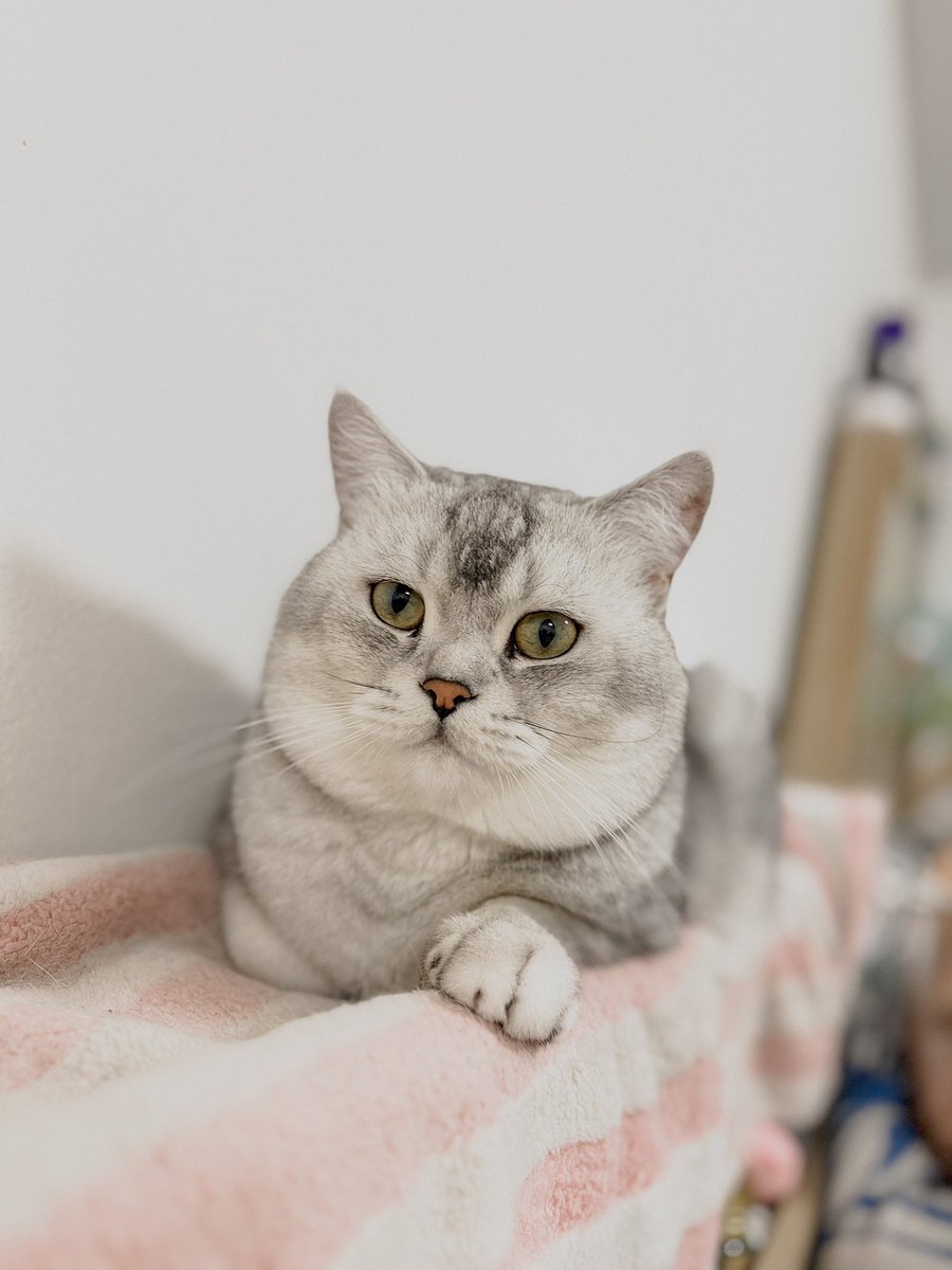 Arthur_catspace's tweet photo. Happy Arthur Day 2Y
หมาเด่กของแม๊ 2ขวบละค้าบ แต่ยังตะเร้กตะน้อย 2เดือนอยู่เยย
ขอให้หนูเติบโต แข็งแรง อยู่ด้วยกันไปนานๆนะครับ ❤️ https://t.co/drv66PWSsP
