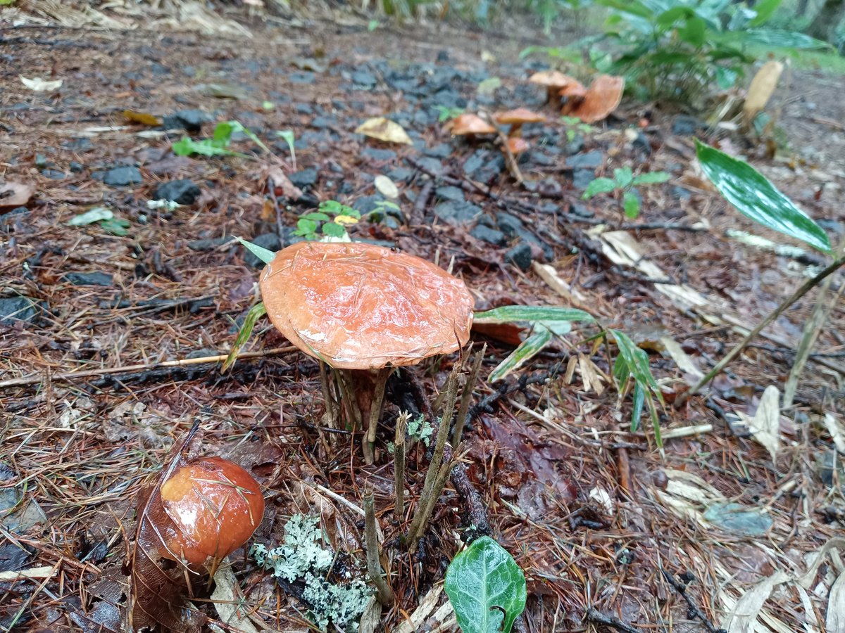 仕事の合間に見つけた子🍄
これいい感じにぬめりが出て美味いんですよ😋
きのこ苦手だから食わんけども😇