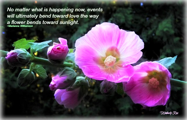 "No matter what is happening now, events will ultimately bend toward love the way a flower bends toward sunlight."~Marianne Williamson #quote #flowerphotography #love #sunlight #naturephotography #photograph #garden ❤️❤️❤️