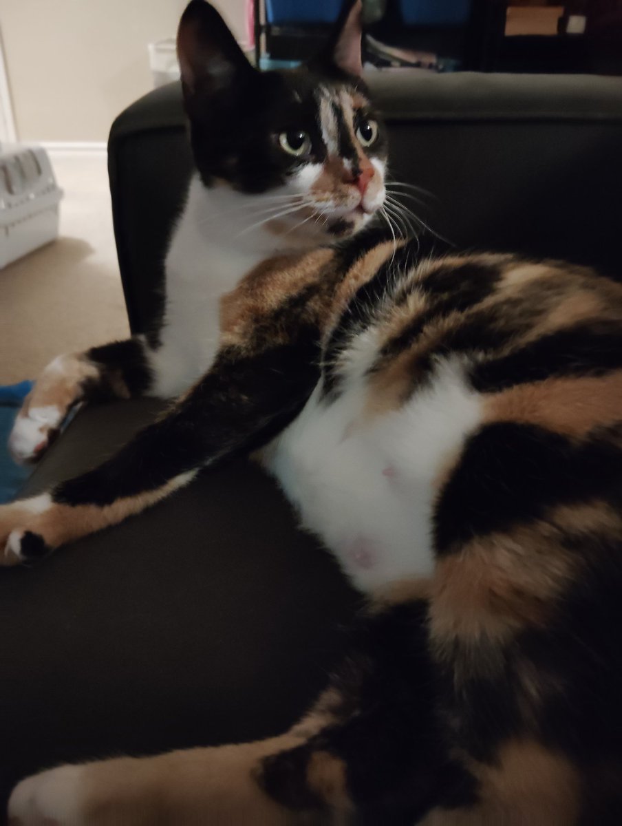 WanderingMinuae's tweet image. This is Kirby. She's a one year old short hair Calico. She joined our vault yesterday.

#AdoptDontShop #ElGatoPub #KirbyTheCalico