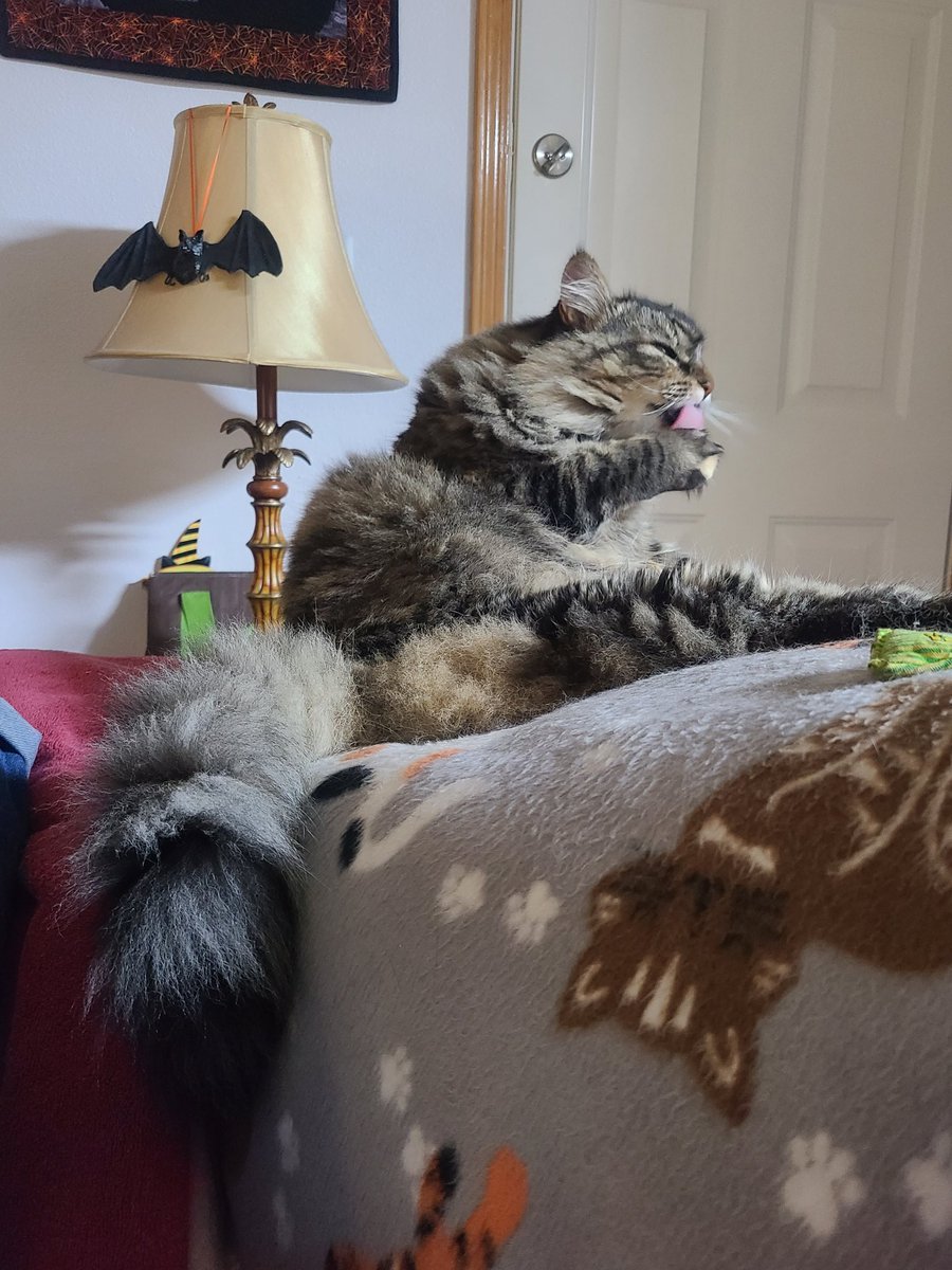 Finally, the pawparazzi got a #TongueOutTuesday of me! Ranger ❤️ 
#CatsAreFamily #CatsOfTwitter #NaughtyPetsClub #TabbyTuesday