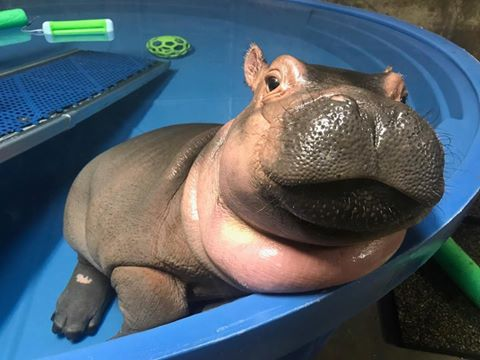 fiona_erc's tweet photo. Come chill with me HIPP-sters! $FIONA https://t.co/h2xWvWE8DQ