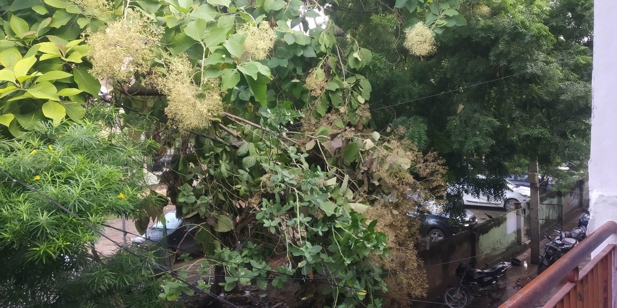 KTripathi9721's tweet photo. I am writing to report a dangerous situation caused by a broken tree that has fallen onto an electricity wire in C-435,436. This has created a serious hazard for pedestrians, especially children, who walk through this area.
@myogiadityanath @nagarnigamknp @KESCoHQ 
@AmitabhBajpai https://t.co/YMUZtnCzqp