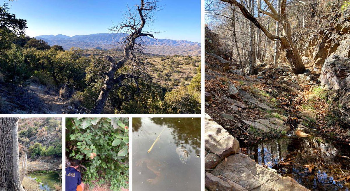Two great opportunities here to get outside and protect water in our Sky Islands. On Nov. 22-24, we’re hosting a volunteer trip in the Rincons to survey springs: ow.ly/66yj50TEsor. Then on Dec. 15, we’re hosting a Spring Seeker day in the Catalinas: ow.ly/Nwle50TEsqG.